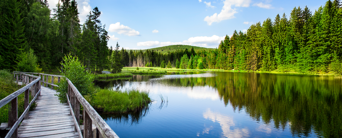 See im Wald über den eine Wanderbrücke führt 